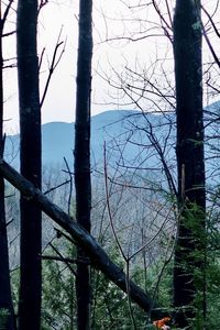 Bare trees in forest