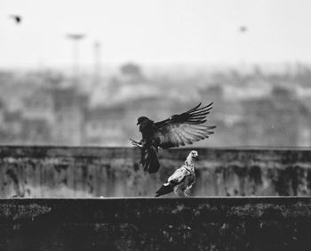 Bird flying over blurred background
