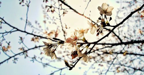 Low angle view of tree against sky