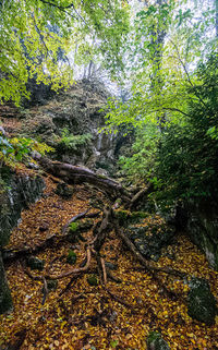 Trees in forest