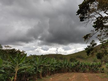 Plants growing on land against sky