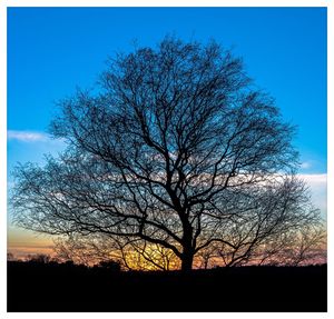 Silhouette bare tree against clear sky