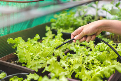 Midsection of person holding leaf