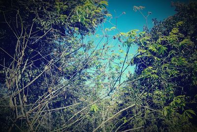 Low angle view of trees