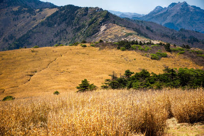 Scenic view of field against mountains