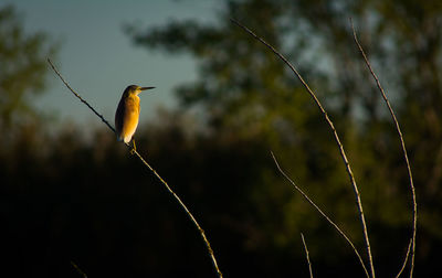 Close-up of bird perching on plant stem