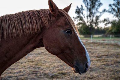 Close-up of horse in ranch