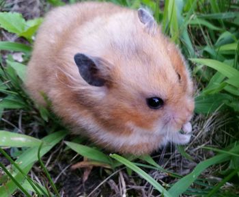 Close-up of puppy