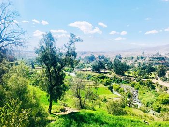 Trees on field against sky