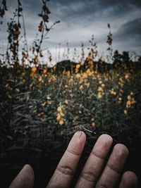 Close-up of hand holding plant