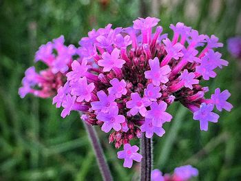 Close-up of pink flowers