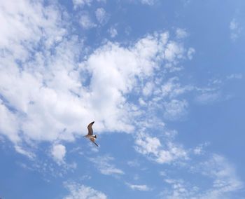 Low angle view of seagull flying in sky