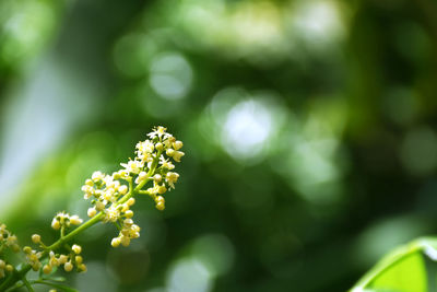 Azadirachta indica on a blurred background, neem flower on a blurred background