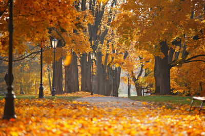 Close-up of flower trees in forest during autumn