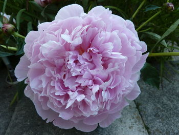 Close-up of pink flower blooming outdoors