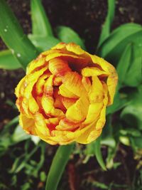 Close-up of yellow flower blooming outdoors