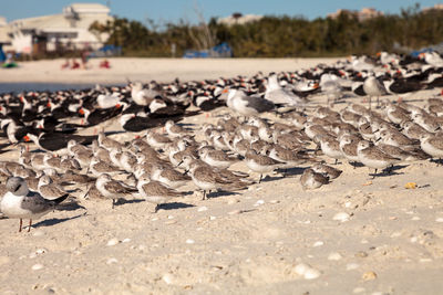 Cluster of black bellied plovers pluvialis squatarola birds on the white sands of clam pass 