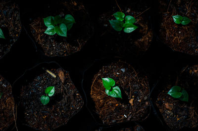 High angle view of fresh green plant leaves in field
