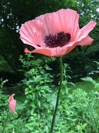 Close-up of pink flowers