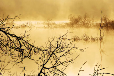 Foggy swamp with trees at sunrise