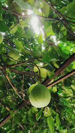 Low angle view of fruit growing on tree