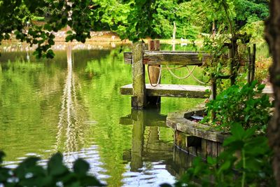 View of trees in pond