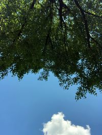 Low angle view of trees against sky