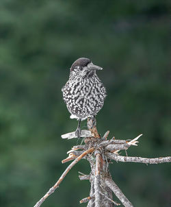 Bird perching on tree