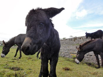 Horses standing on grassy field