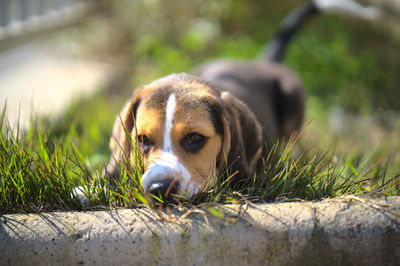 pet