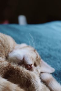 Sleeping orange kitten