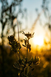 Close-up of flowering plant against sky during sunset