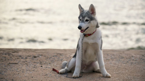 Portrait of dog running on field