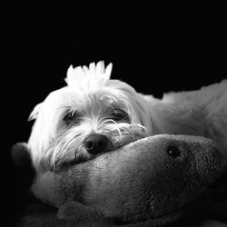 Close-up portrait of a dog