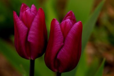 Close-up of flower blooming outdoors