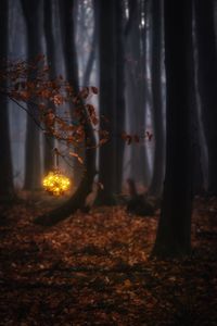 Illuminated lighting equipment hanging on tree in forest during autumn