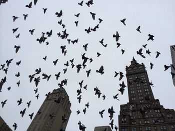 Low angle view of birds flying against sky