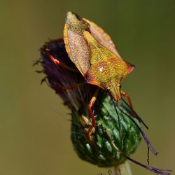 Close-up of leaves