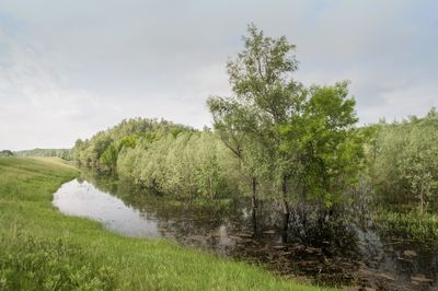 Trees growing on field against sky