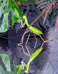 Close-up of caterpillar on plant