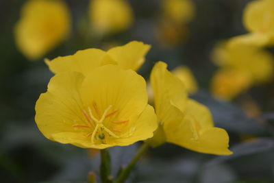 Close-up of yellow flower