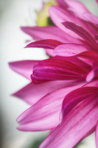 Close-up of pink flower