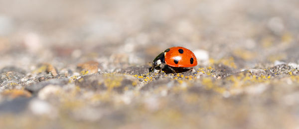 Close-up of ladybug on land