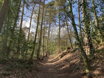 Trees growing in forest