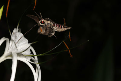 Close-up of insect on flower