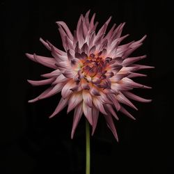 Close-up of pink flower blooming outdoors