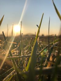 Close-up of grass growing in field