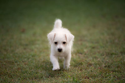 Portrait of a dog on grass