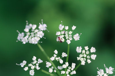 Close-up of flowers blooming outdoors