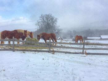 Horses on snow covered landscape against sky